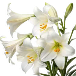 Imagen PNG para descargar